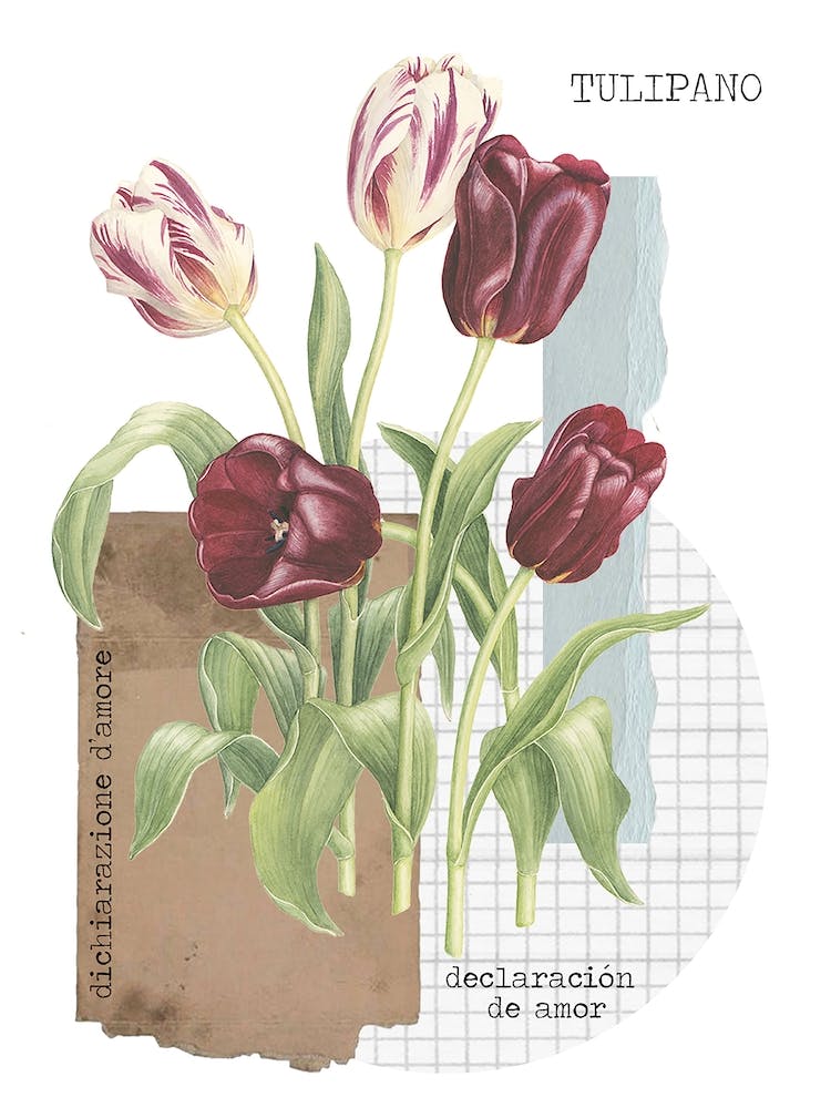 Tulipano