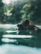 Chimpanzee Swimming In Water
