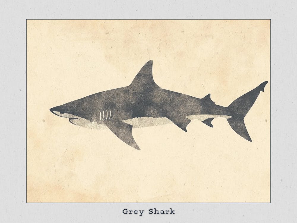 Grey Shark Silhouette 4 Poster