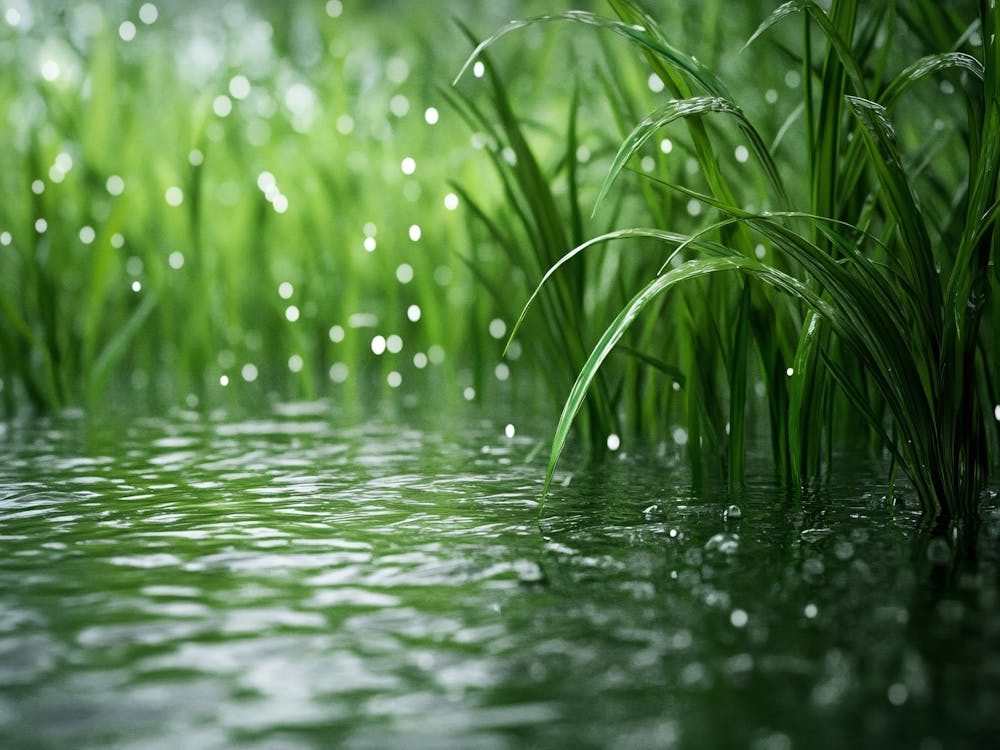 Green Grass In The Rain
