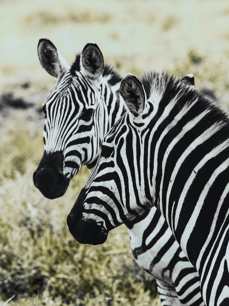 Tanzania V
