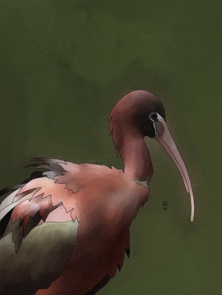 Ibis à face blanche