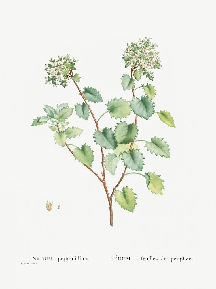 Sedum Populifolium, Pierre Joseph Redoute