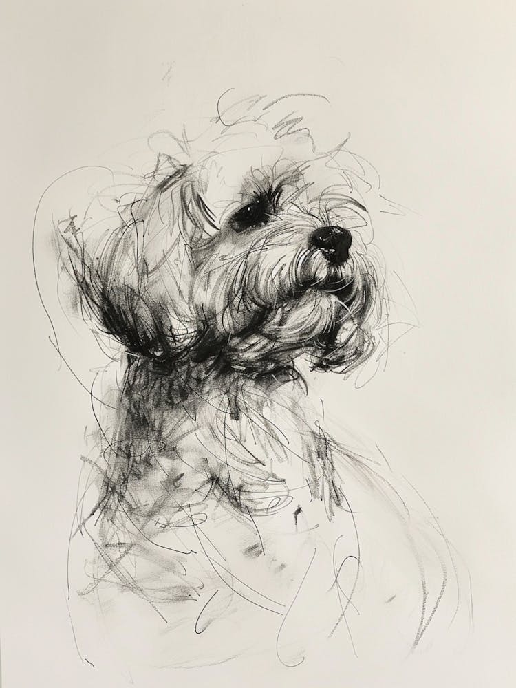 Chien Bichon Frisé - Dessin au fusain 3