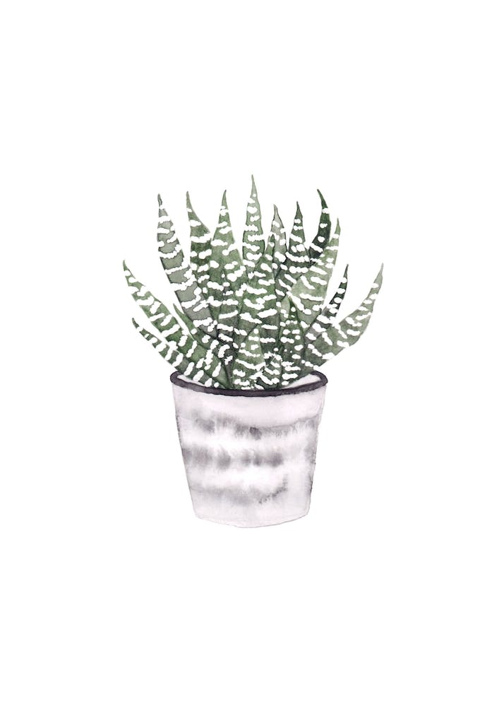 Potted Plant