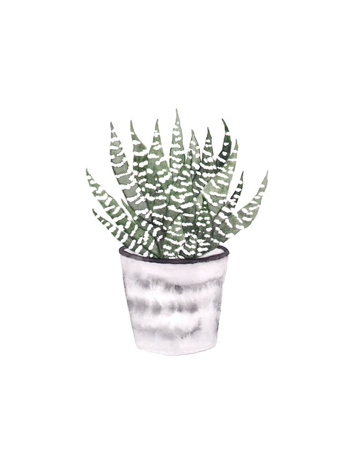 Potted Plant