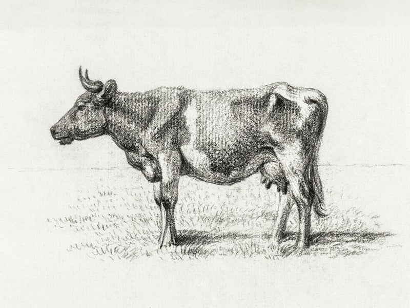 Standing Cow 4, Jean Bernard