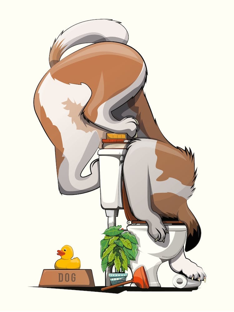 St Bernard Dog Drinking From Toilet