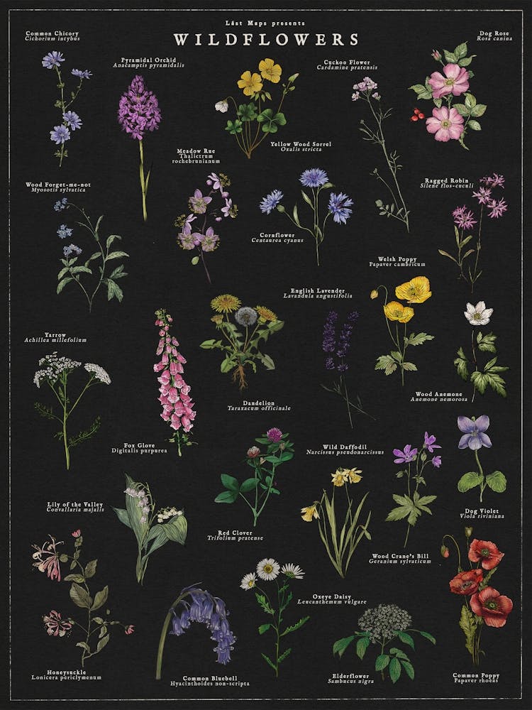 Wildflowers Noir Illustrated Botanical