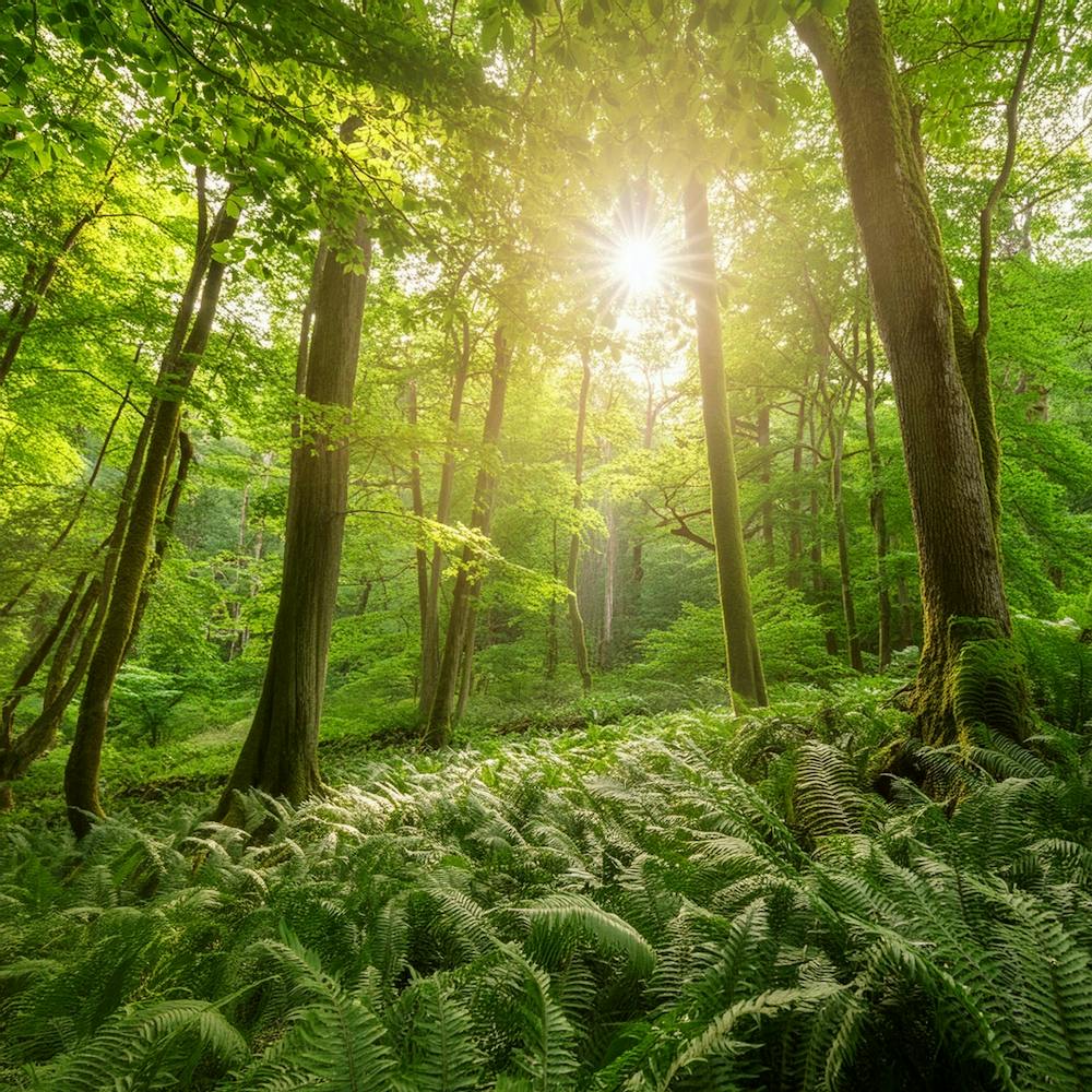 Firefly Create An Ai Generated Image Of A Dense, Lush Forest Canopy With Sunlight Filtering Through