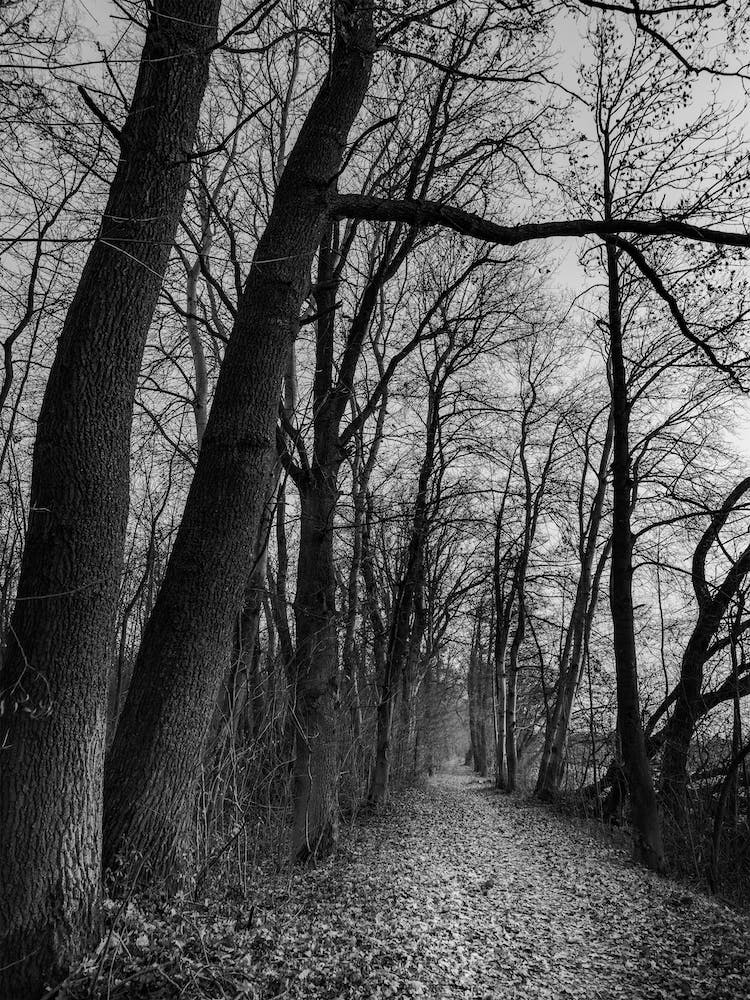 Idyllic forest path with deciduous trees in autumn time in black white