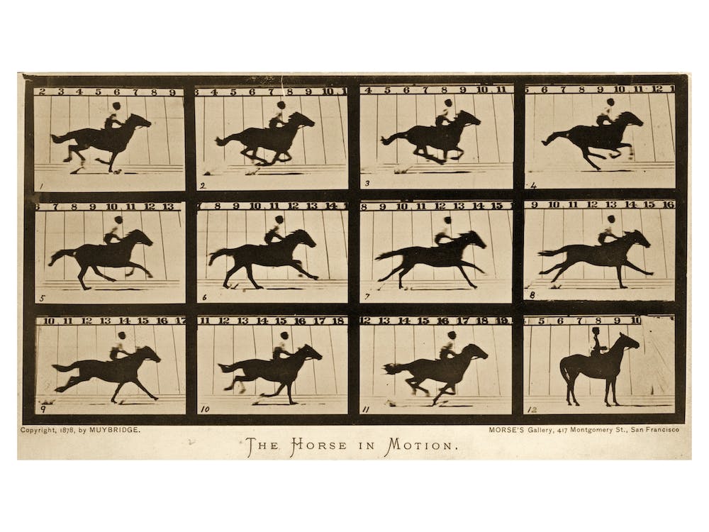 The Horse In Motion Animal Locomotion