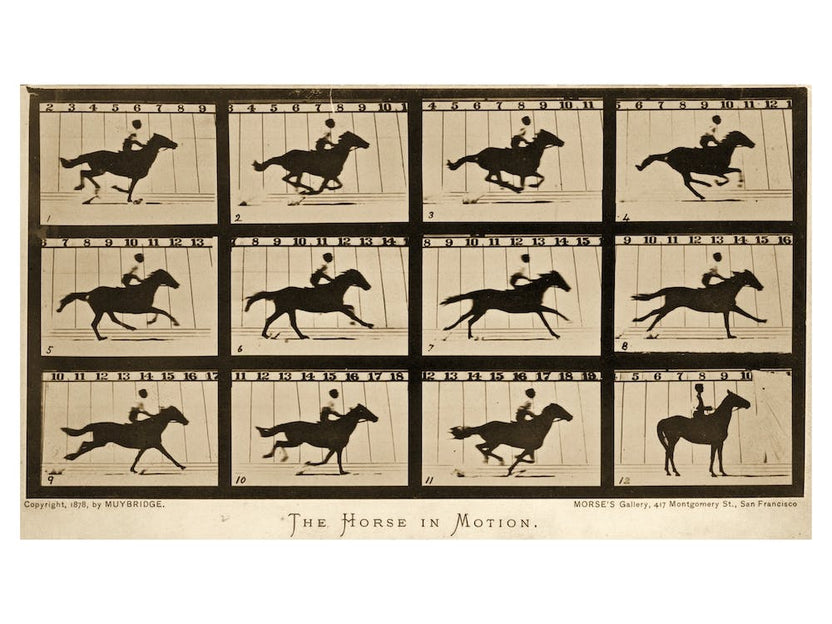 The Horse In Motion Animal Locomotion