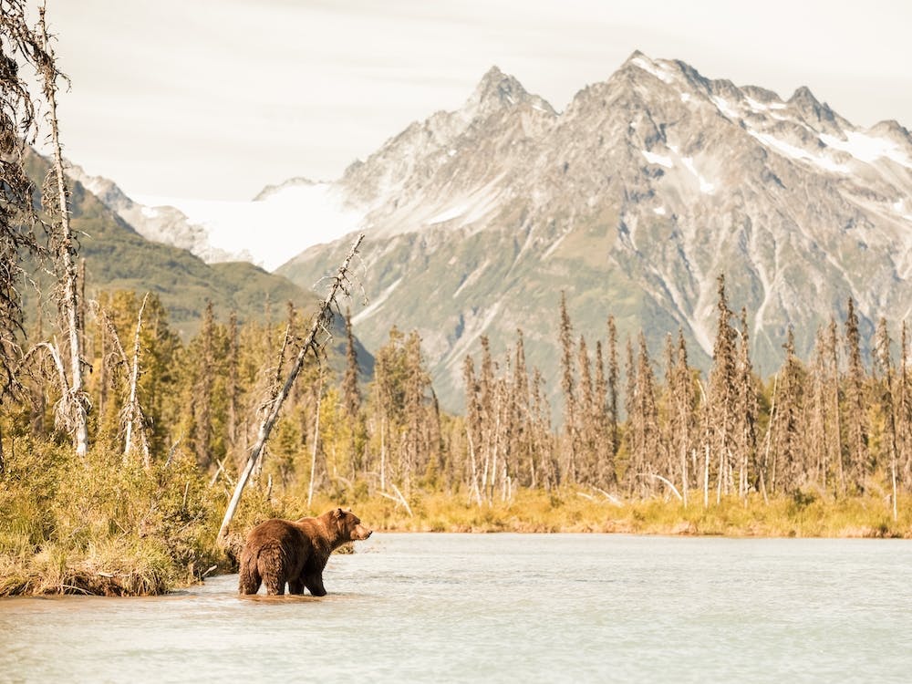 Grizzly Bear Fishing