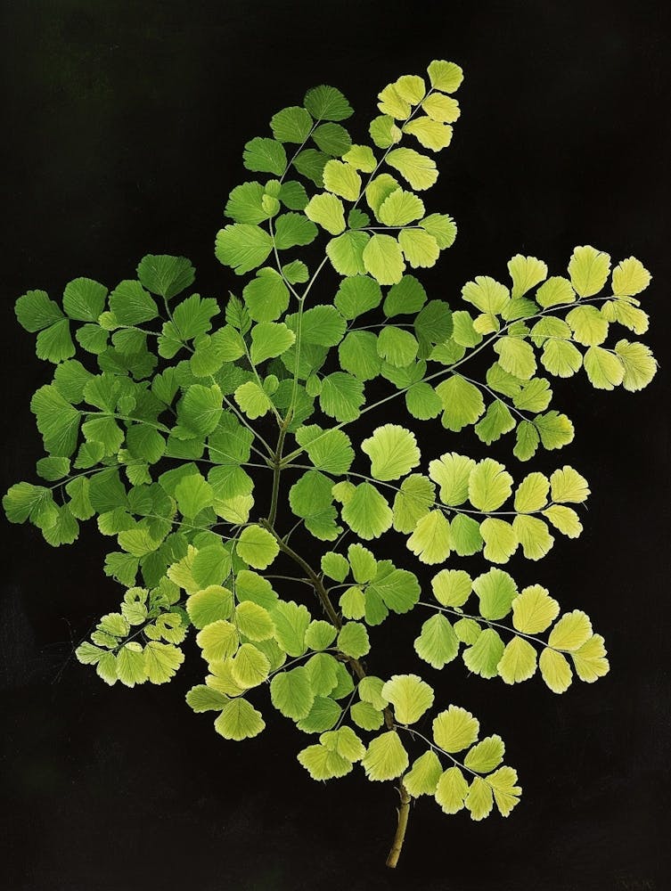 Maidenhair Fern Painting 2