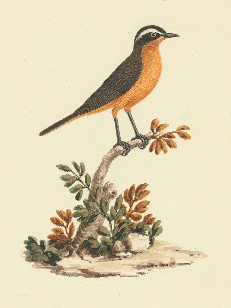 Ruppell S Robin Chat, Luigi Balugani