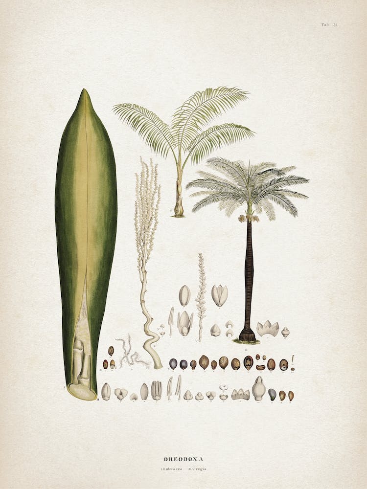 Vintage Martius 5 Cocos Oreodoxa