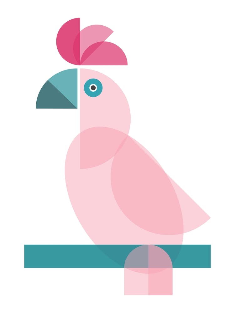 Geometric Cockatoo