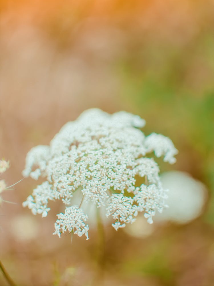 White Flower