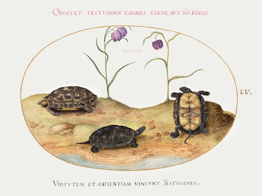 Three Turtles And Two Fritillaria (1575–1580), Joris Hoefnagel