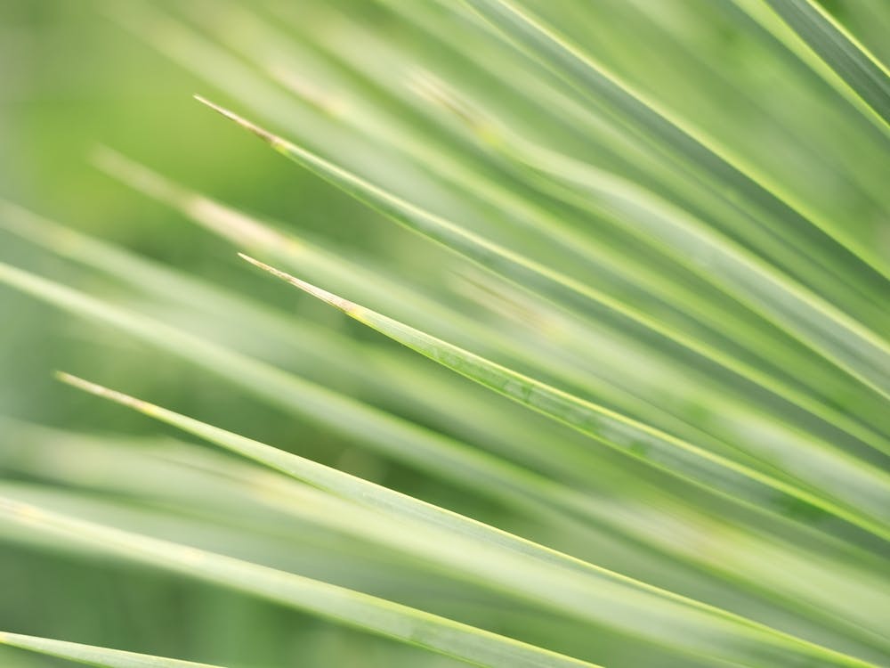 Green Leaves of a Palm Tree // Nature Photography 