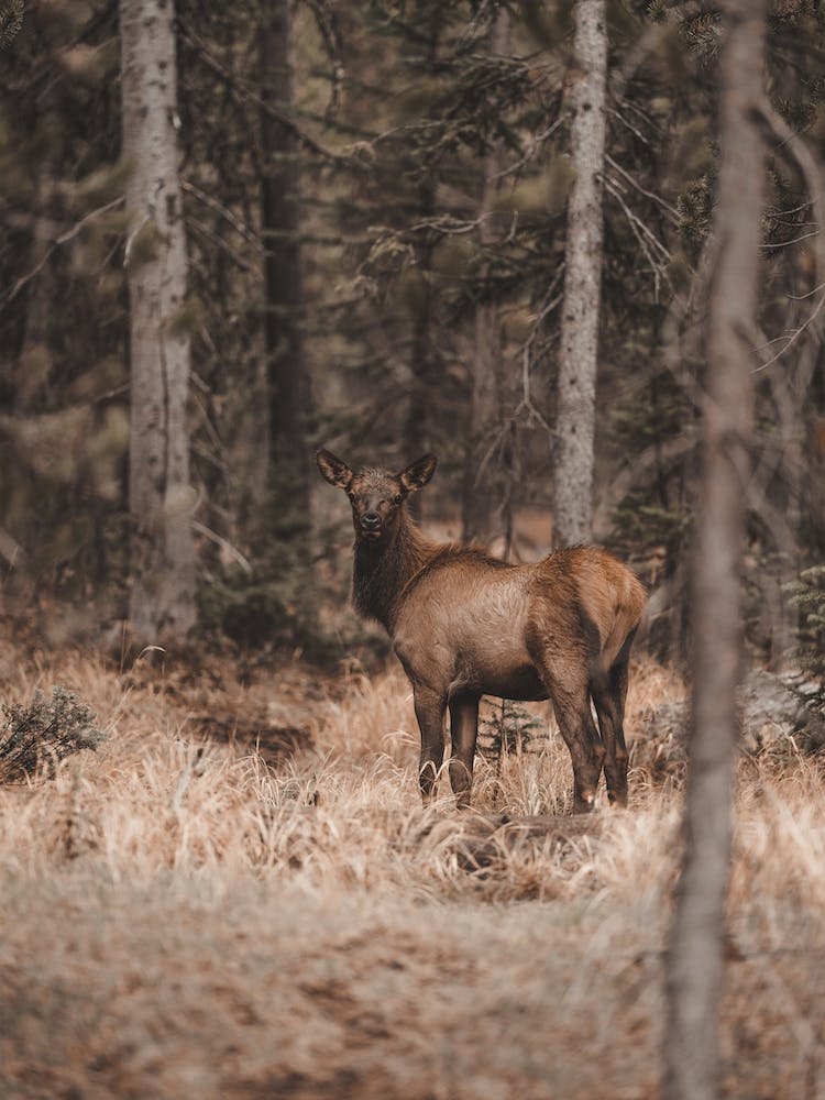 Forest Elk View