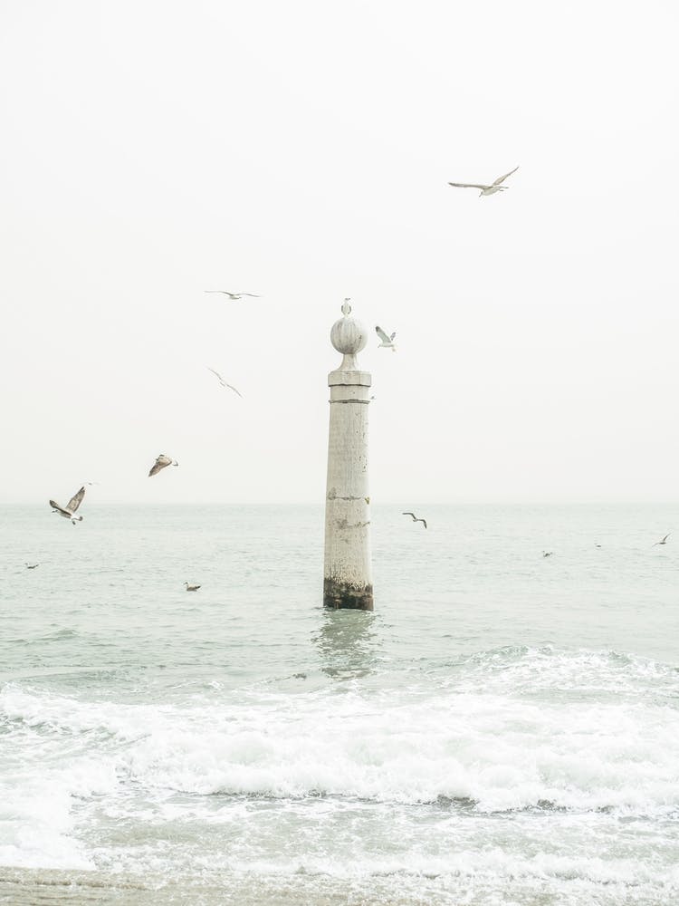 White Seascape And Seagulls