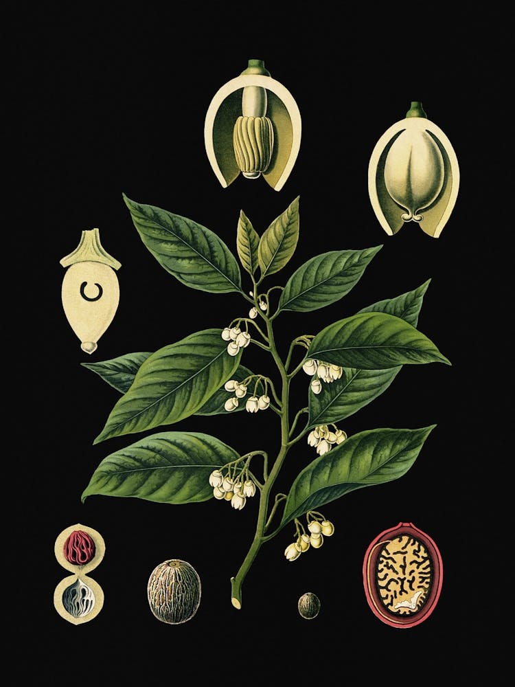 Vintage Bollmann 3 Muskatnussbaum