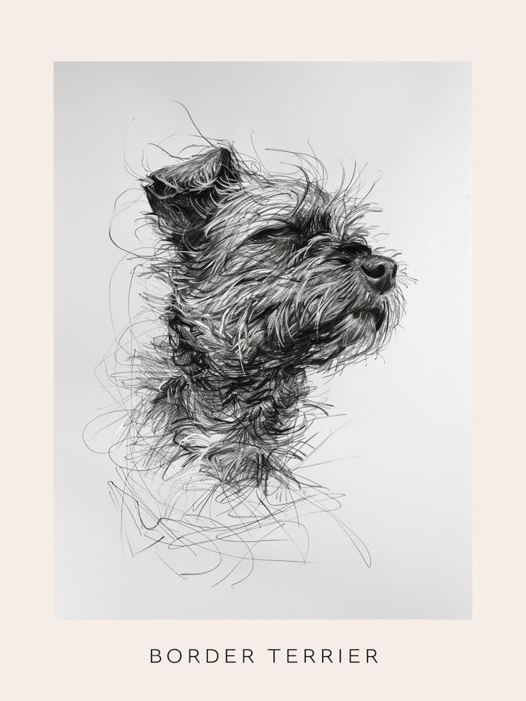 Border Terrier Dog Line Sketch 1 Poster