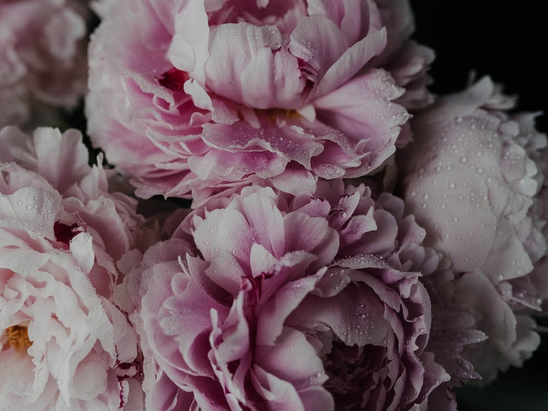 Wet Peonies