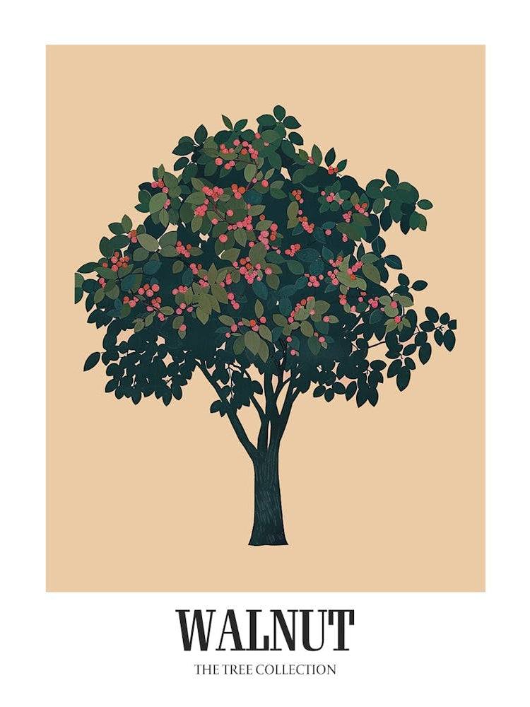 Walnut Tree Colourful Illustration 3 Poster