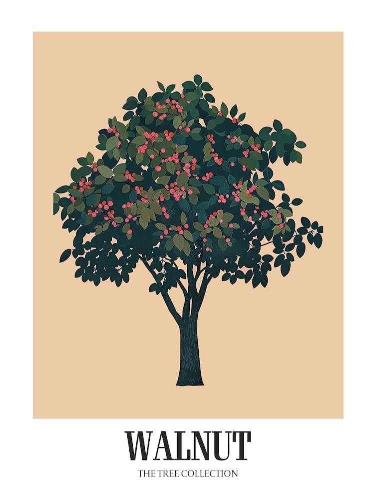 Walnut Tree Colourful Illustration 3 Poster