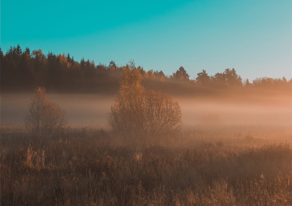 Matin Doré