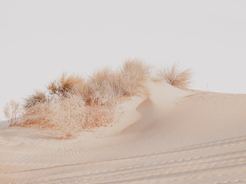 Sand Dune Grasses