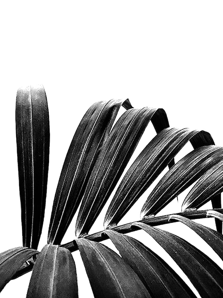 Palm Leaf 03