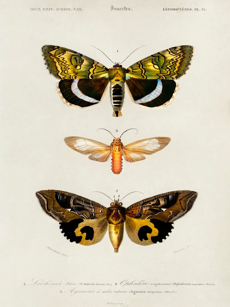 Different Type Of Butterfly, Charles Dessalines D'Orbigny