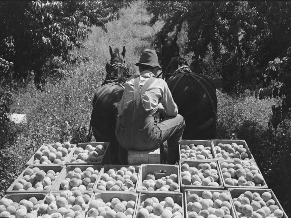 Untitled Photo, Possibly Related To Carrying Crates Of Peaches From The Orchard To The Shipping Shed, Delta