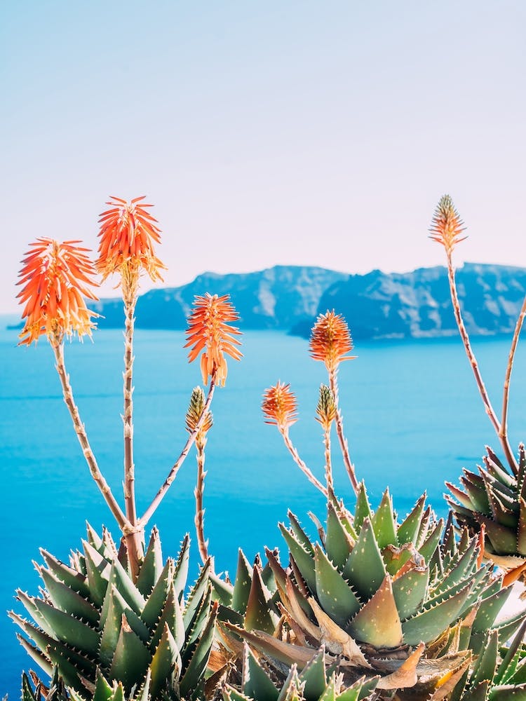 Aloe Vera Flowers