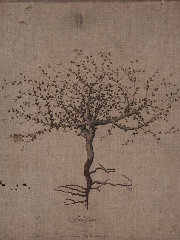 Tree Of Life 1
