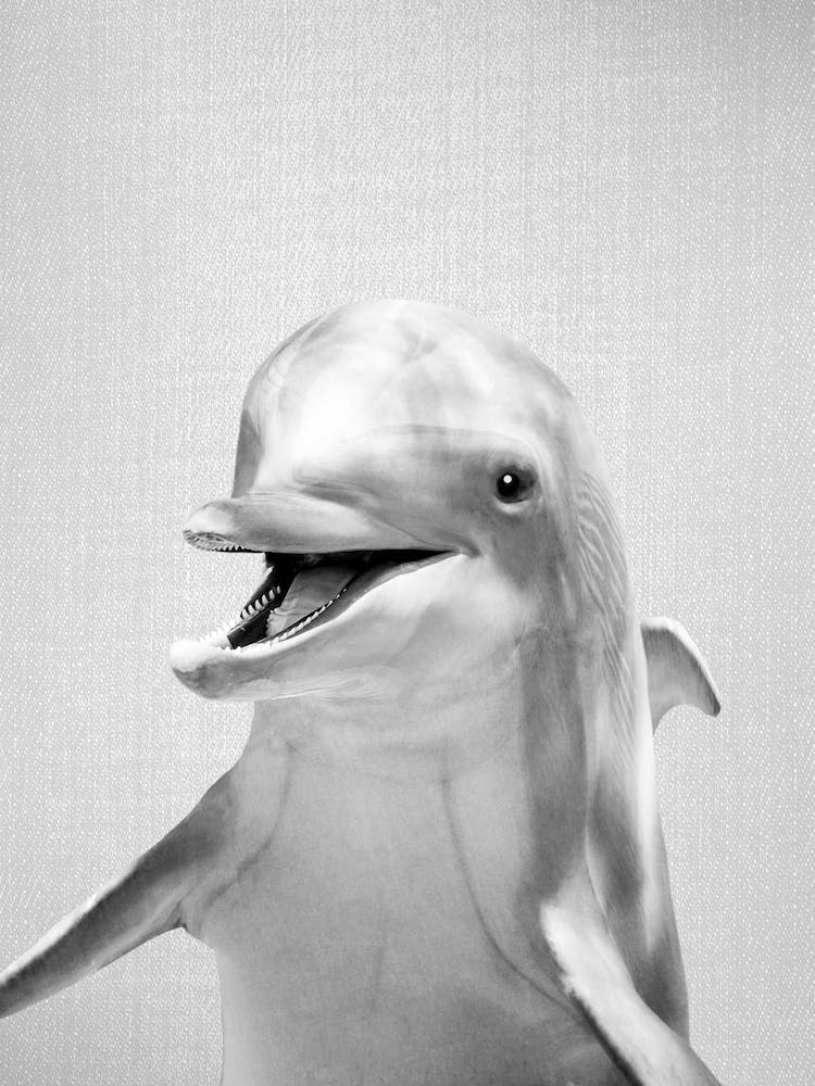 Delfin - Schwarz & Weiß