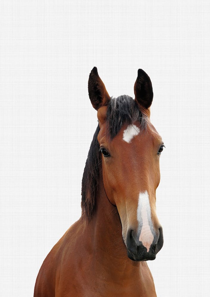 Horse Portrait II