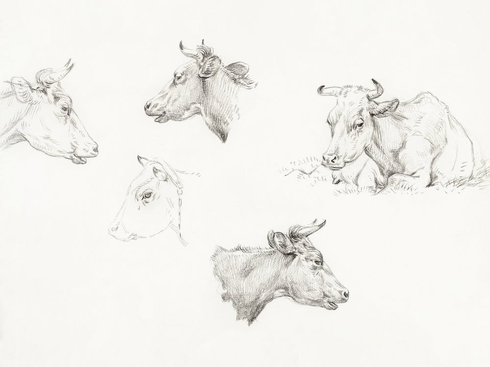 Four Study Sketches Of Cows, Jean Bernard