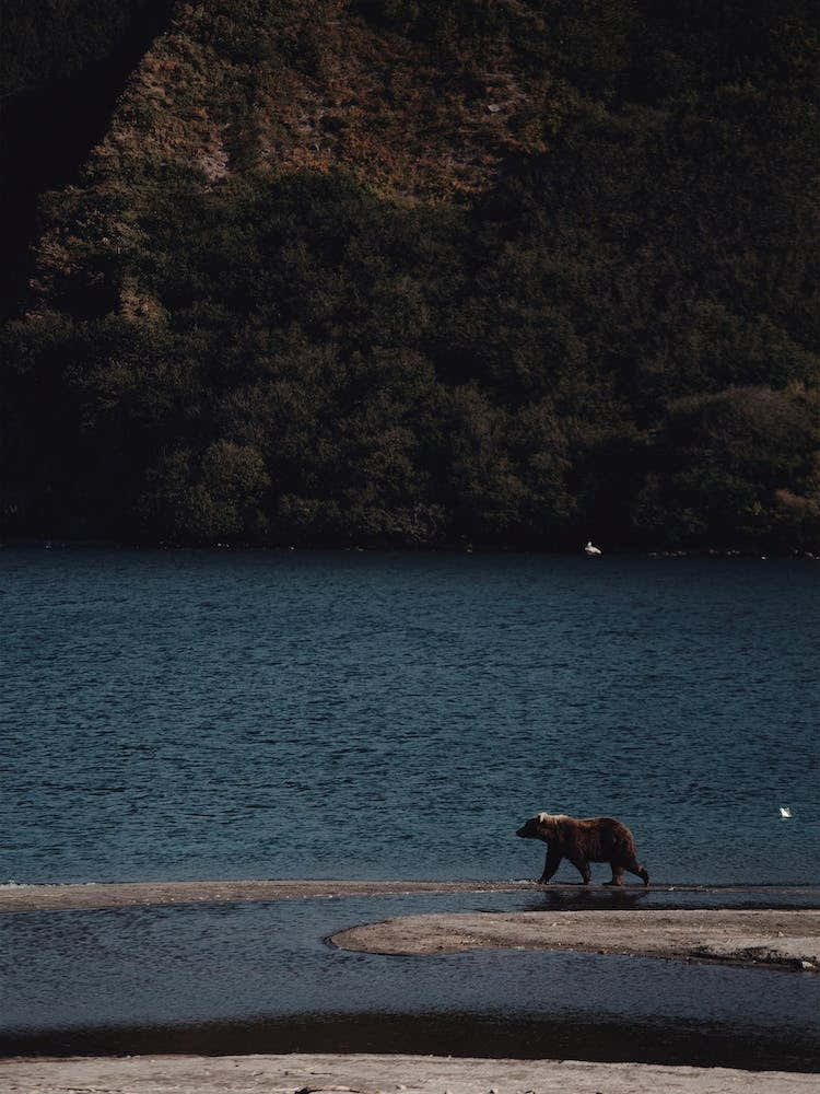 Bear On Lake Shore