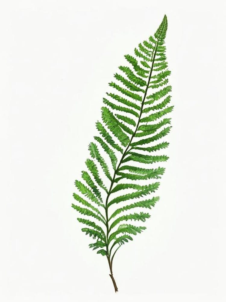 Common Horsetail Fern Watercolour