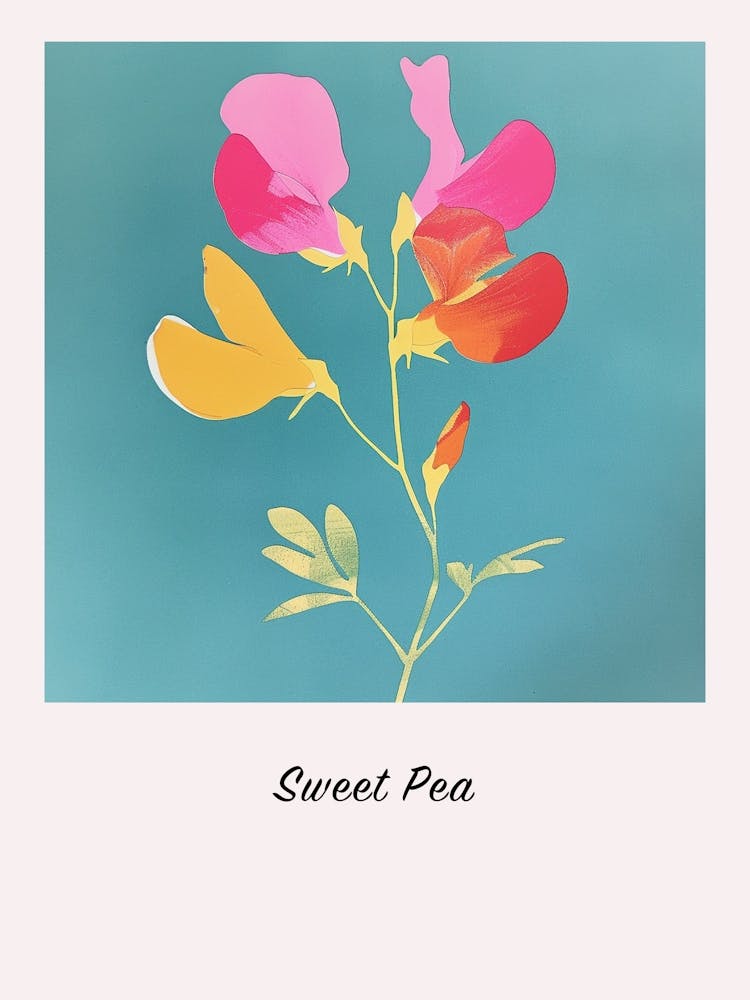 Sweet Pea 1 Square Flower Illustration Poster
