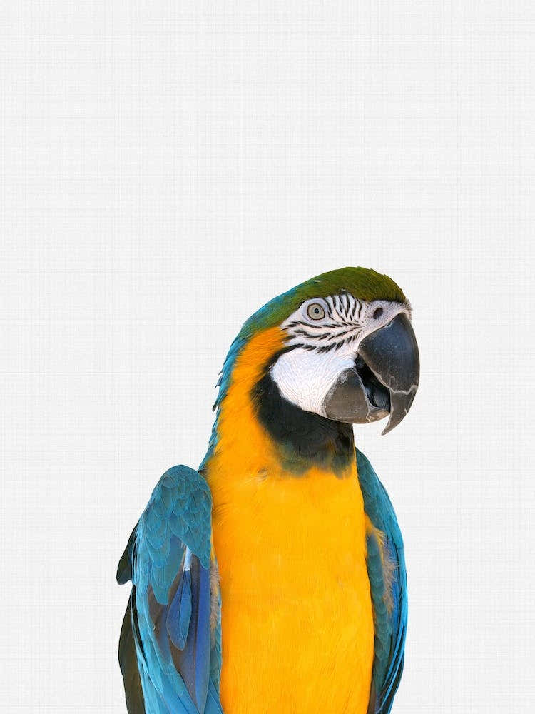 Parrot Portrait