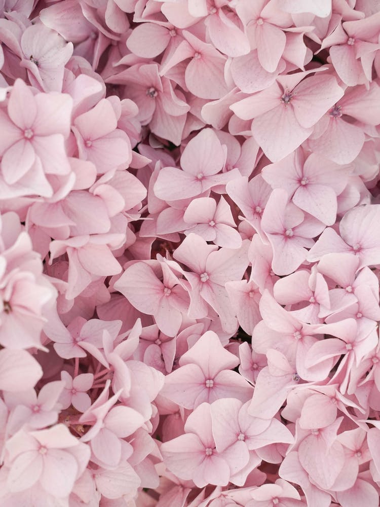 Pink Hydrangea Blossom