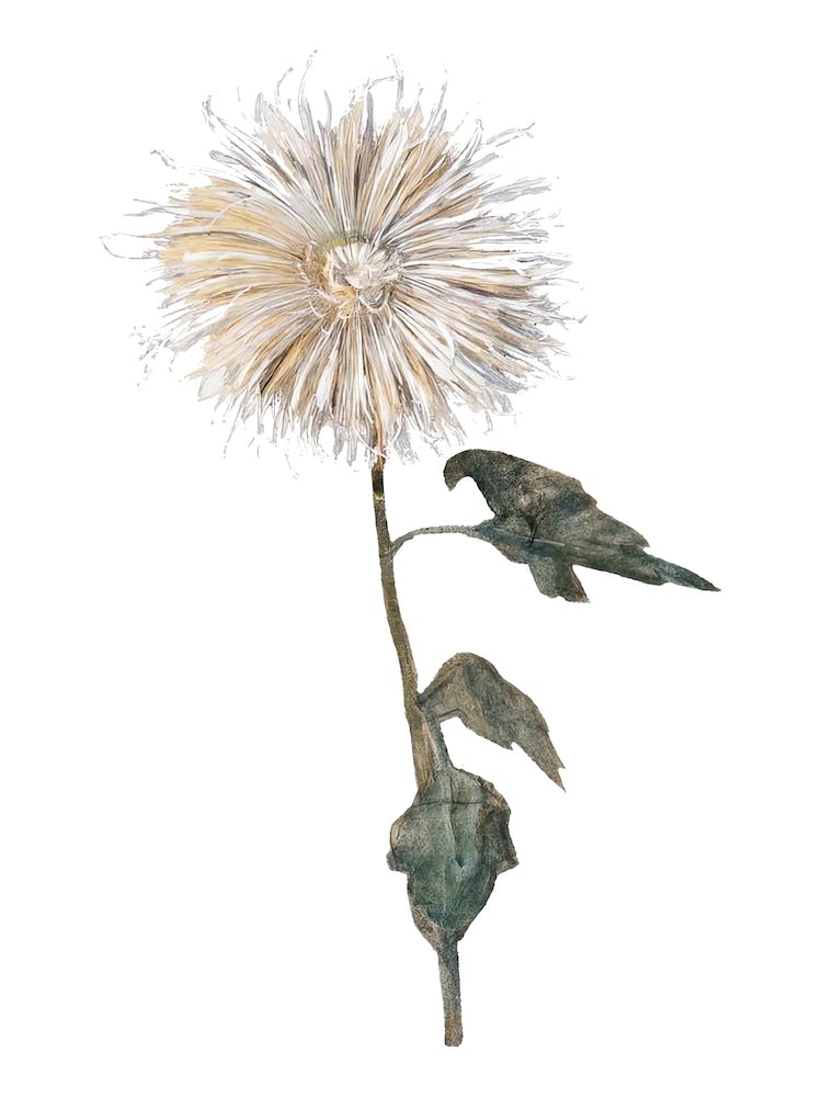 Chrysanthemum Sticker, Flower Illustration, Transparent Background 1