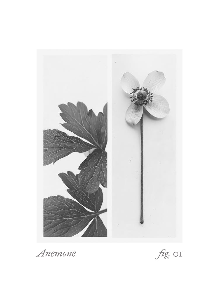 Anemonen-Botanikkollage 1