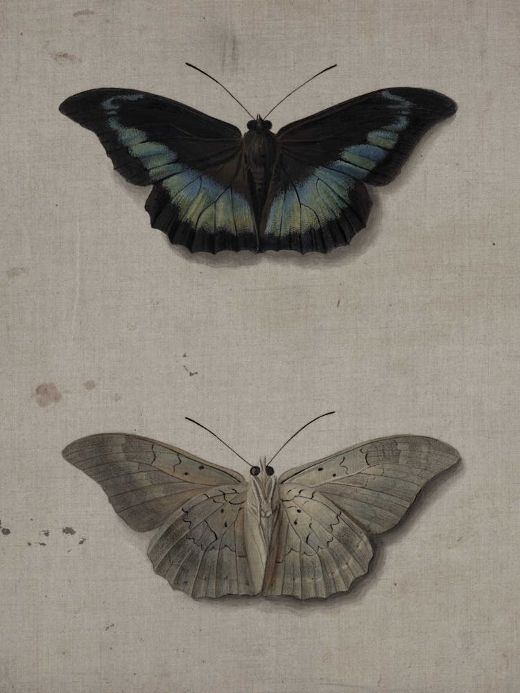 Two Butterflies